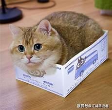 猫咪的爪子能用剪刀见吗